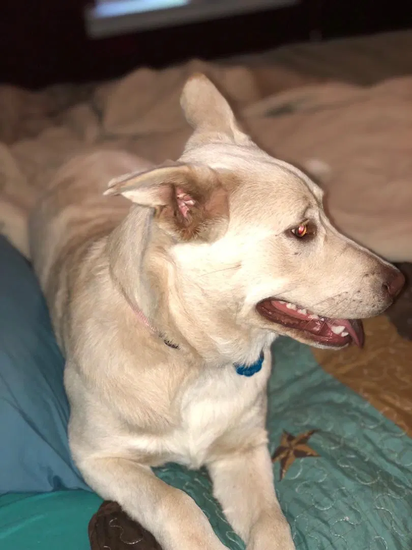 Lost dog in Corpus Christi, TX, 78411