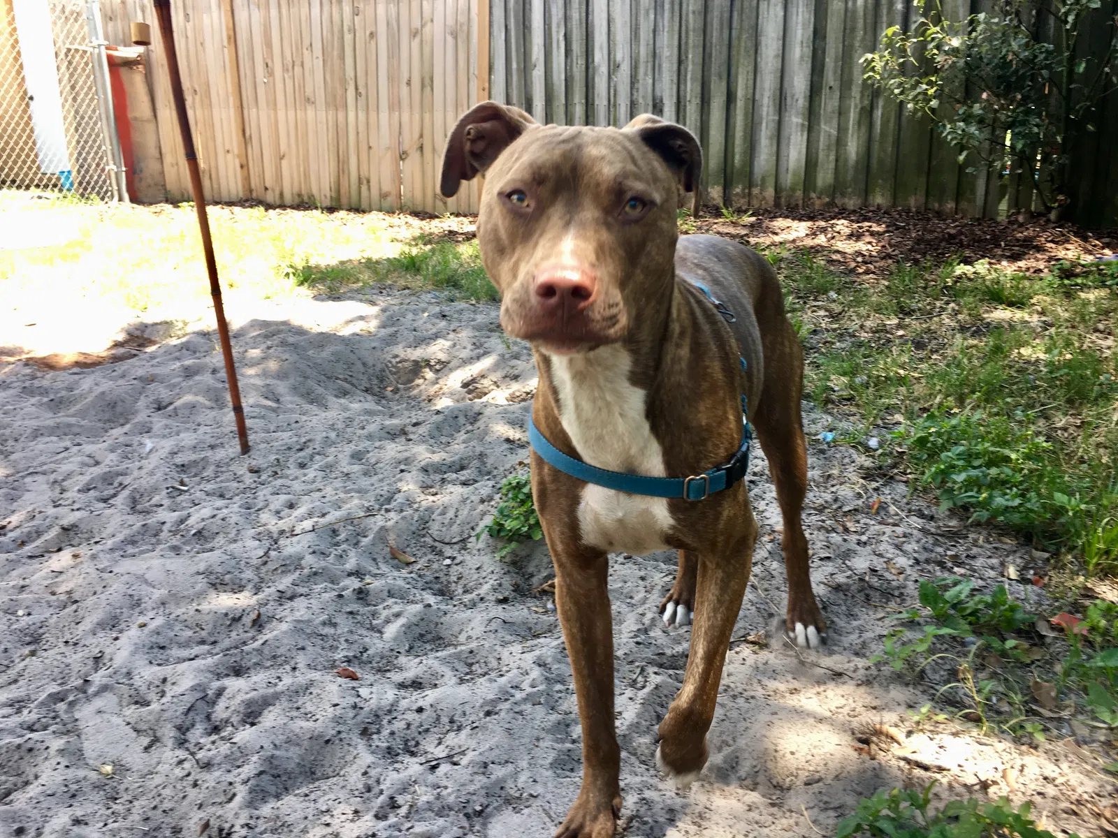 Lost dog in Holiday, FL, 34691