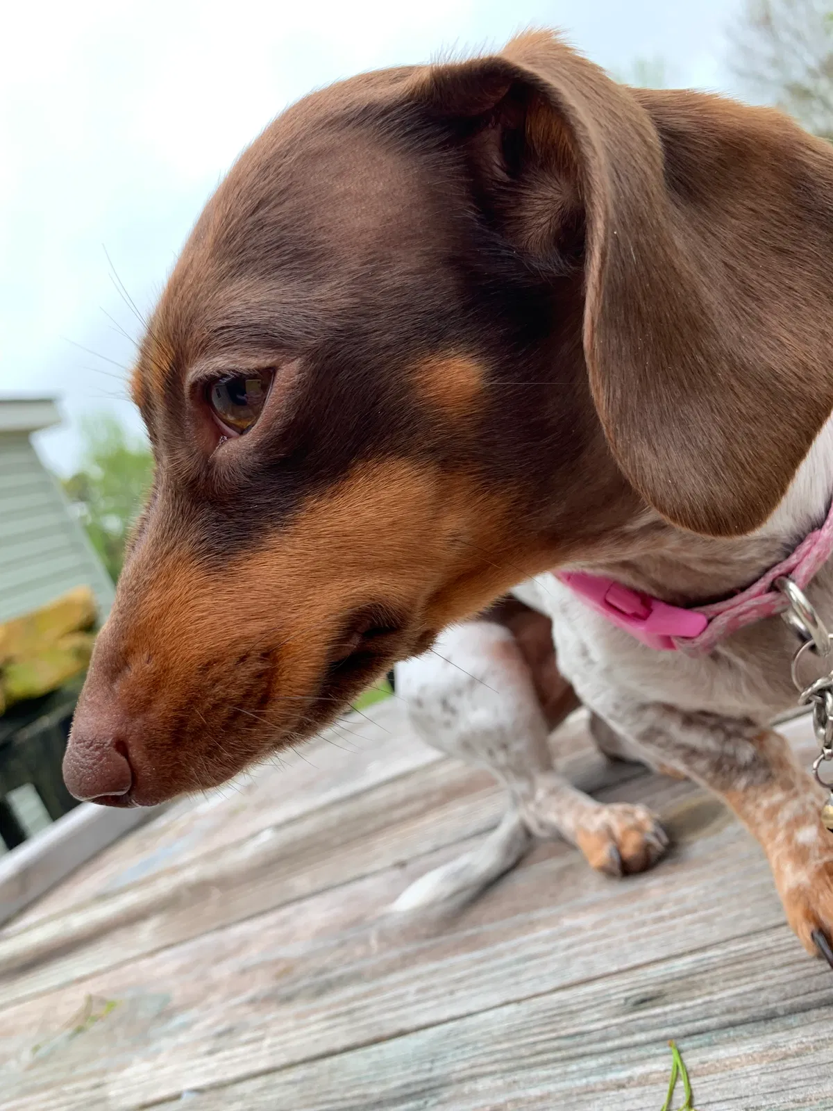 Lost dog in China Grove, NC, 28023