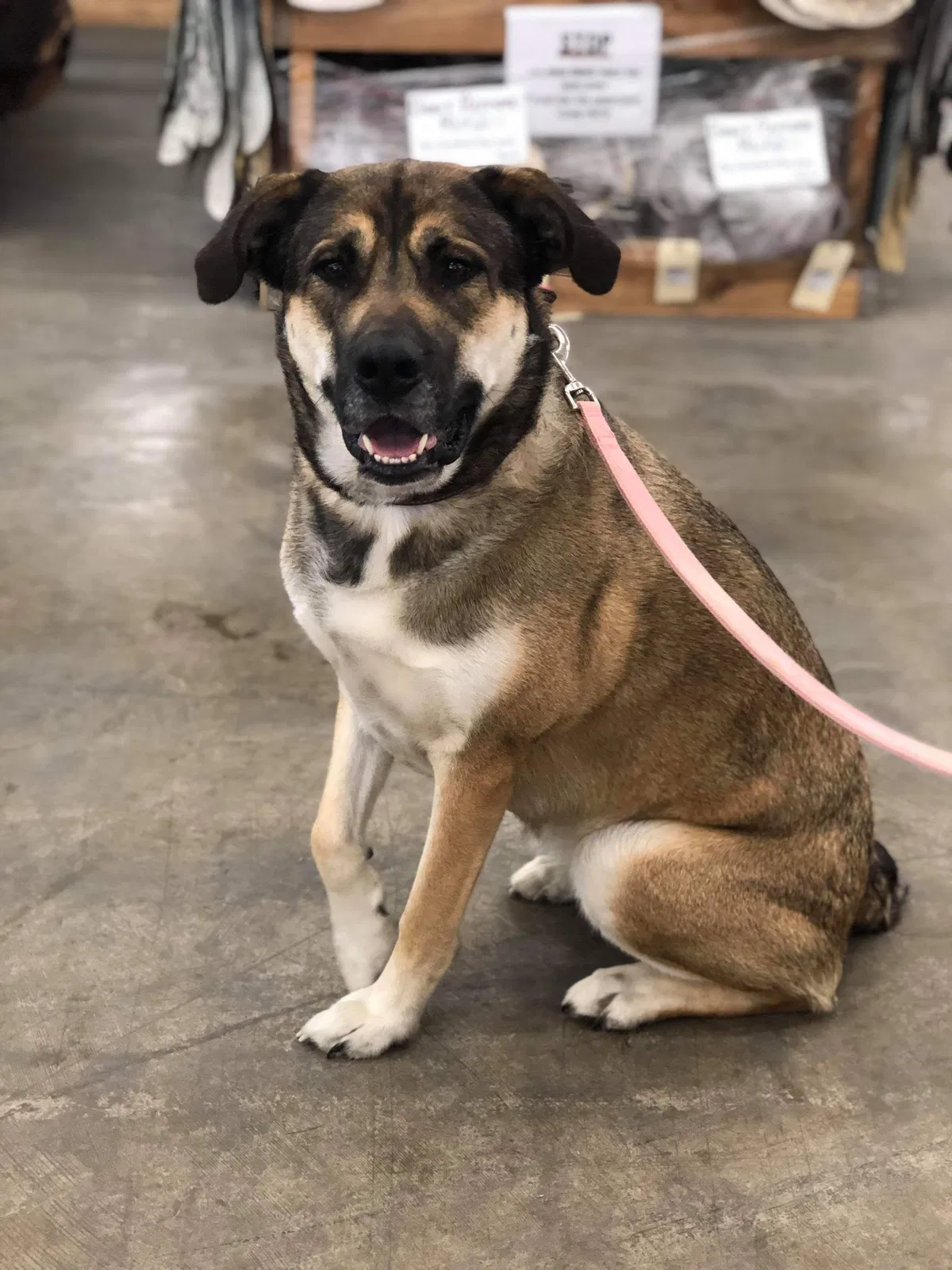 Lost dog in Cincinnati, OH, 45246