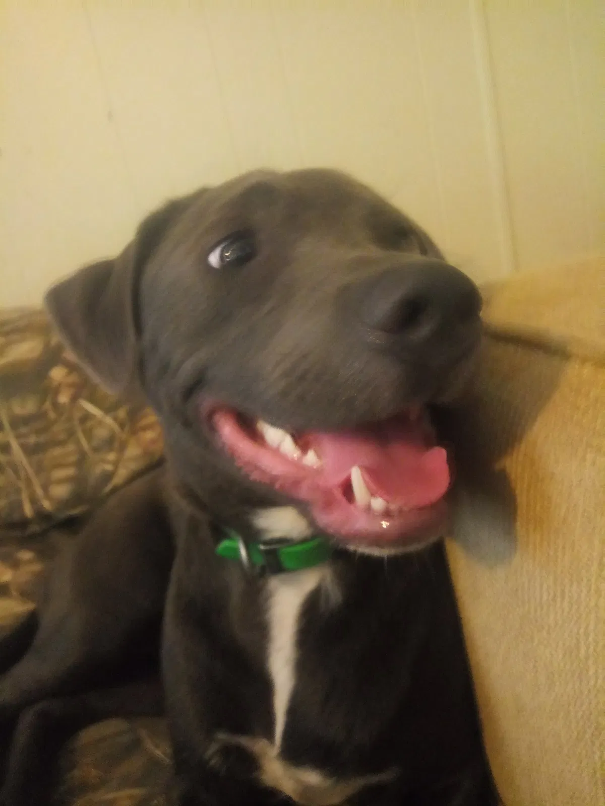 Lost dog in Bowling Green, KY, 42101