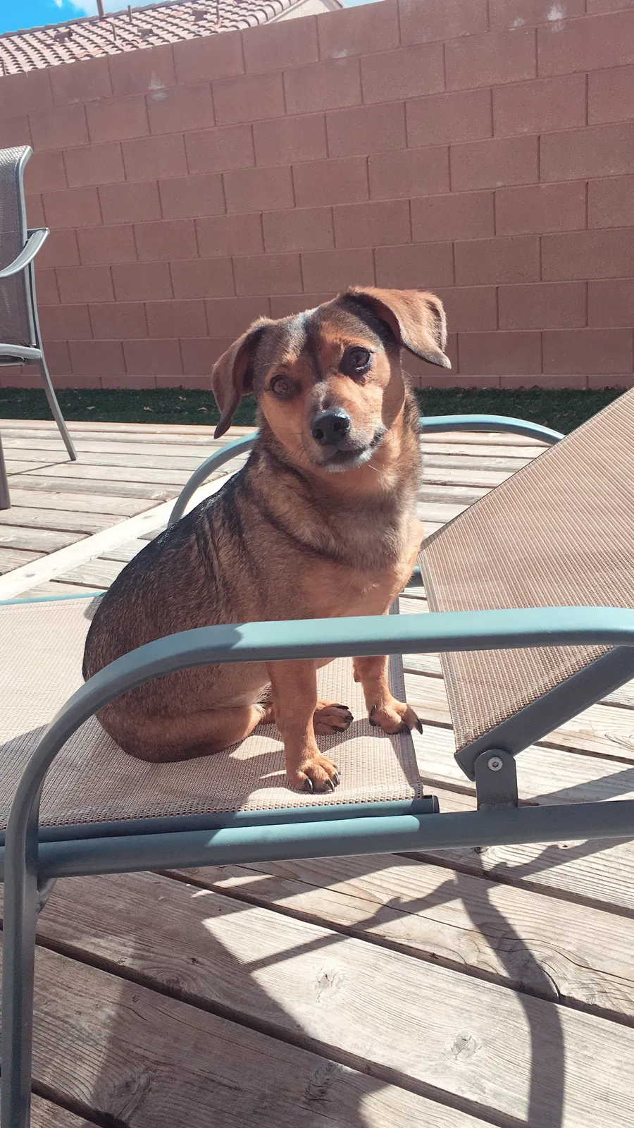 Lost dog in Huntington Station, NY, 11746
