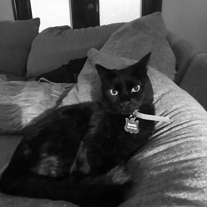 Lost cat in Phoenix, AZ, 85032