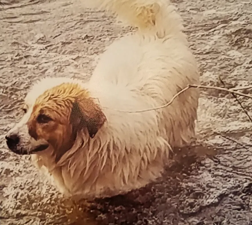 Lost dog in Sherman, NY, 14781