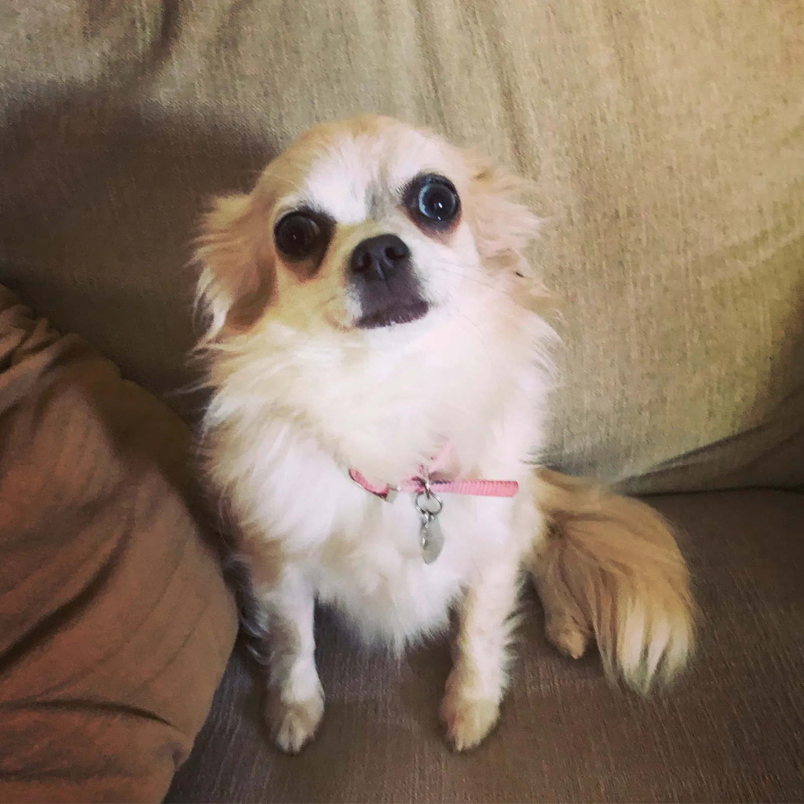 Lost dog in Hampstead, MD, 21074