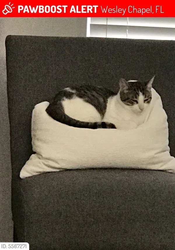 Lost cat in Wesley Chapel, FL, 33545