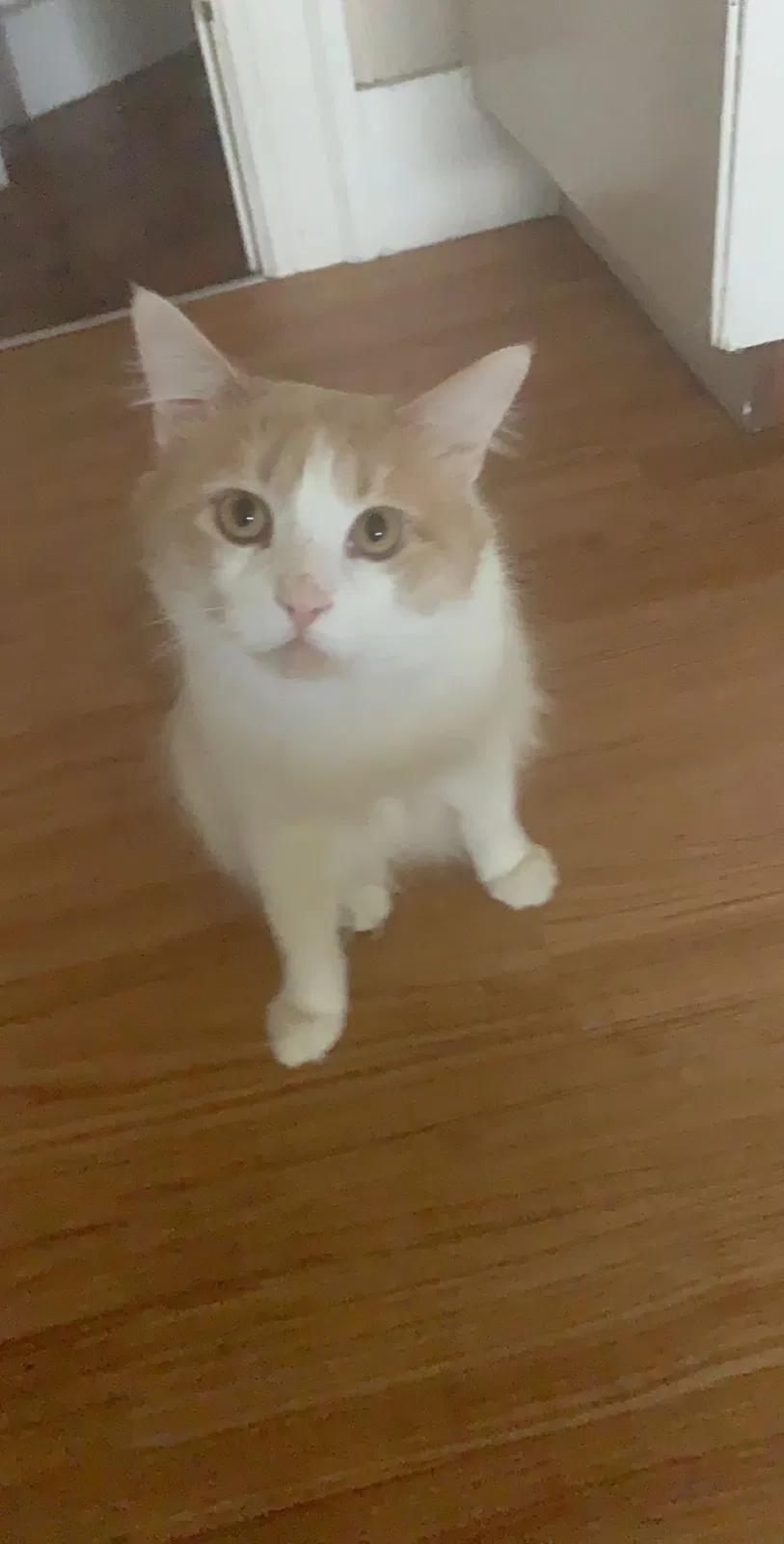 Lost cat in Milwaukee, WI, 53209