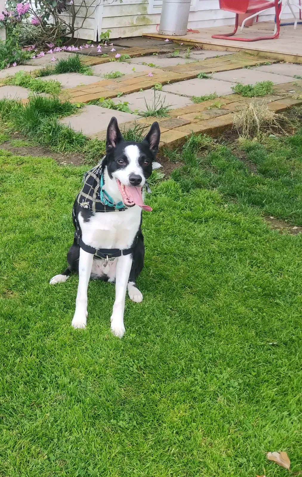 Lost dog in Tarentum, PA, 15084