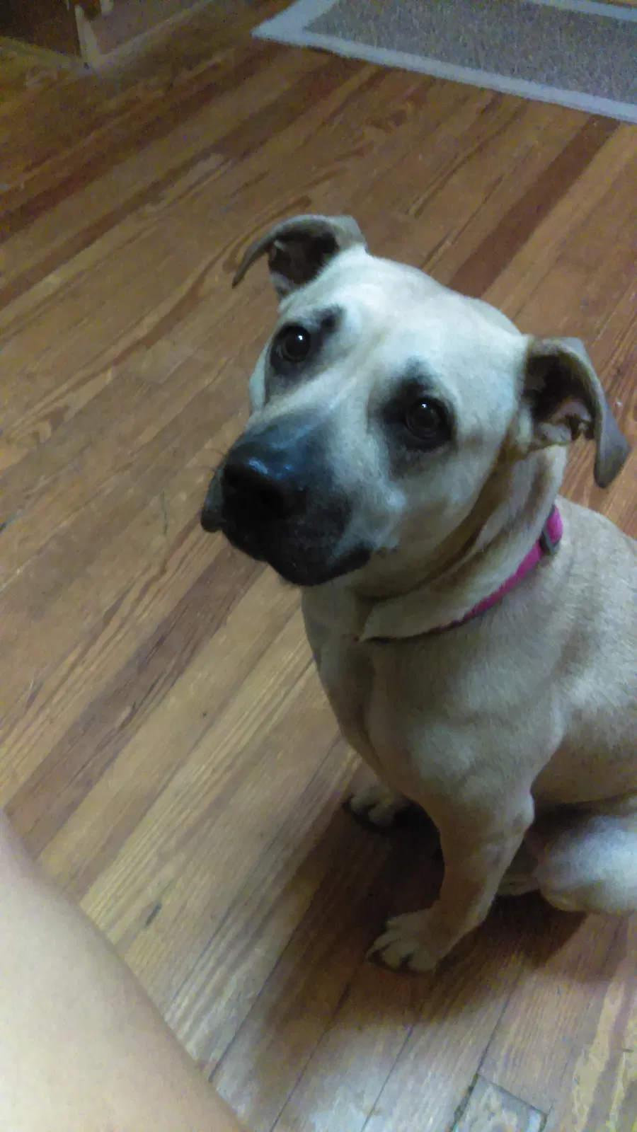 Lost dog in Altavista, VA, 24517