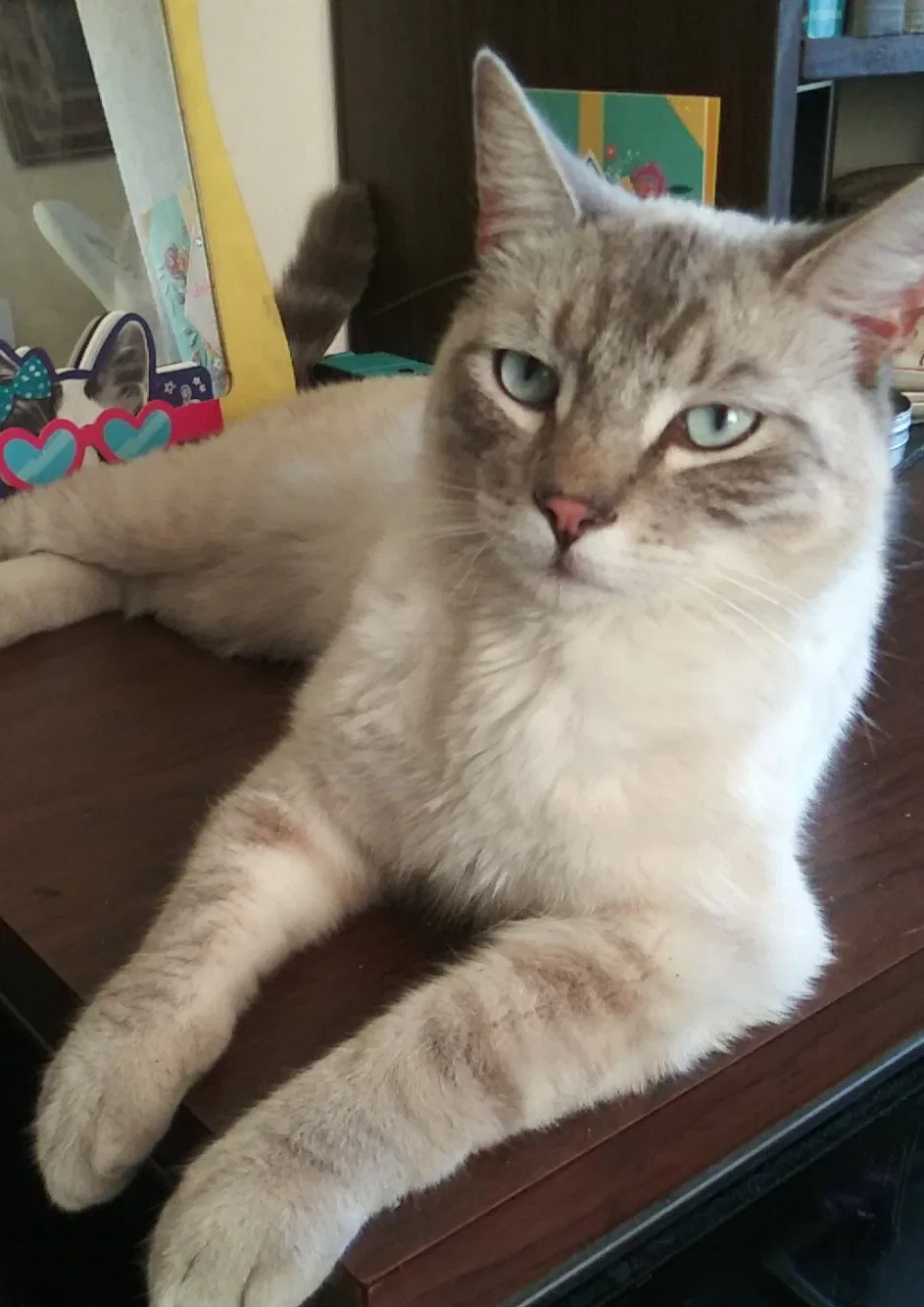 Lost cat in Los Angeles, CA, 90068
