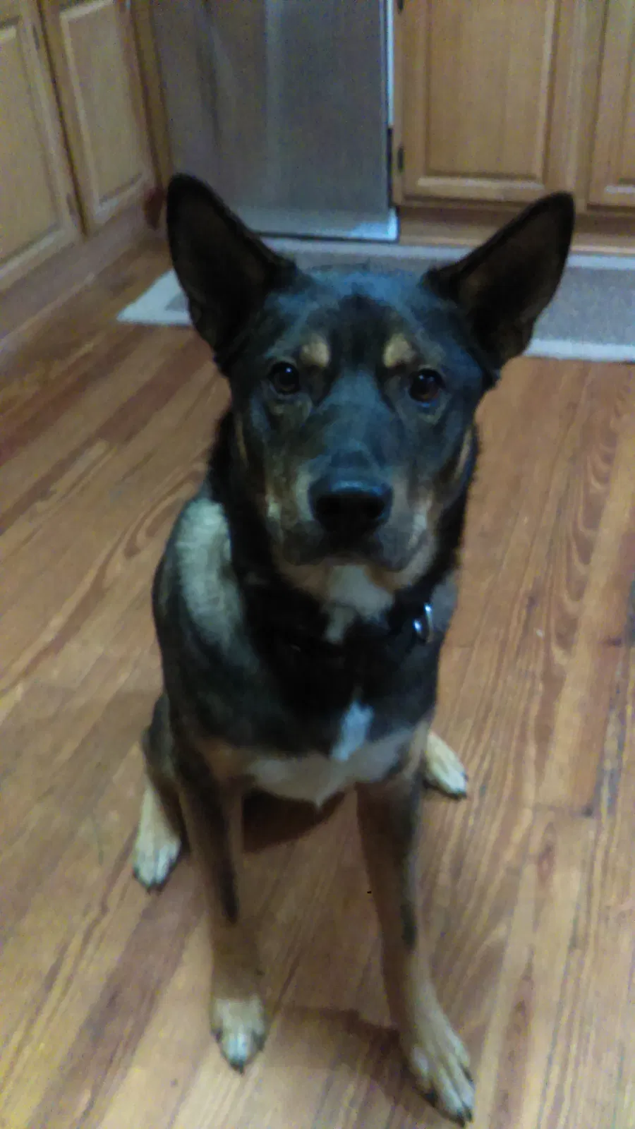 Lost dog in Altavista, VA, 24517