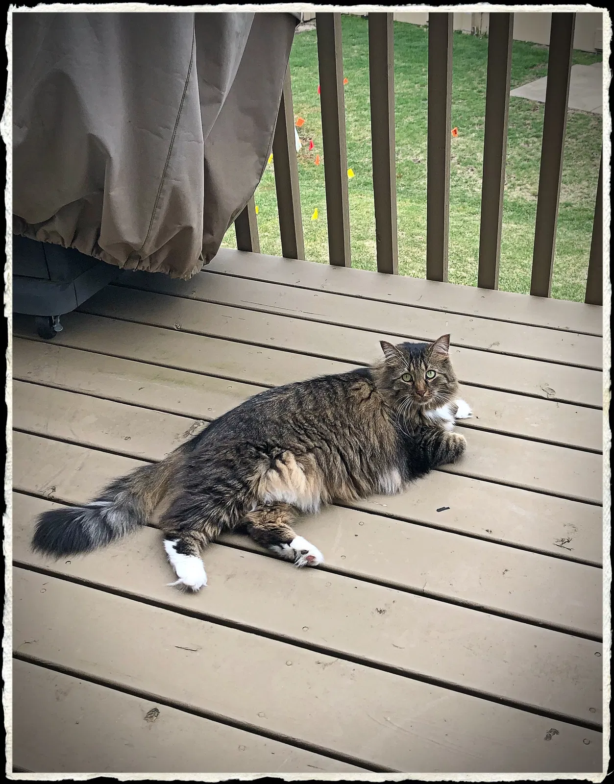Lost cat in Hoffman Estates, IL, 60192