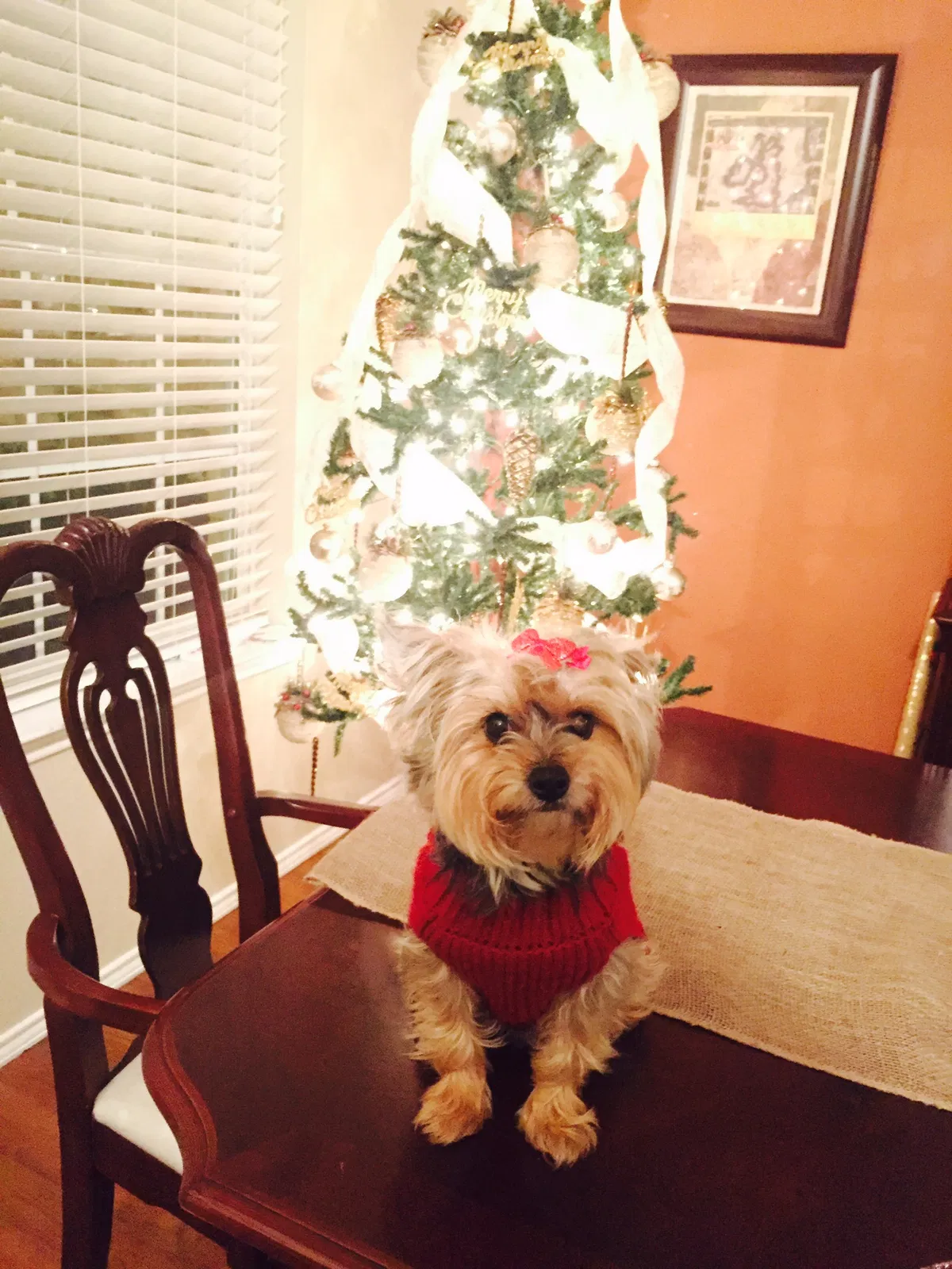 Lost dog in Grand Prairie, TX, 75052