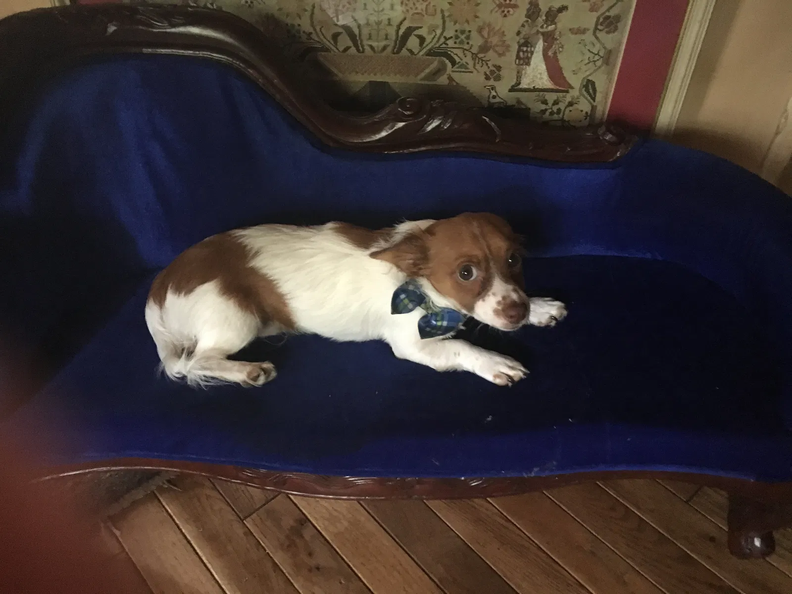 Lost dog in Ball Ground, GA, 30107