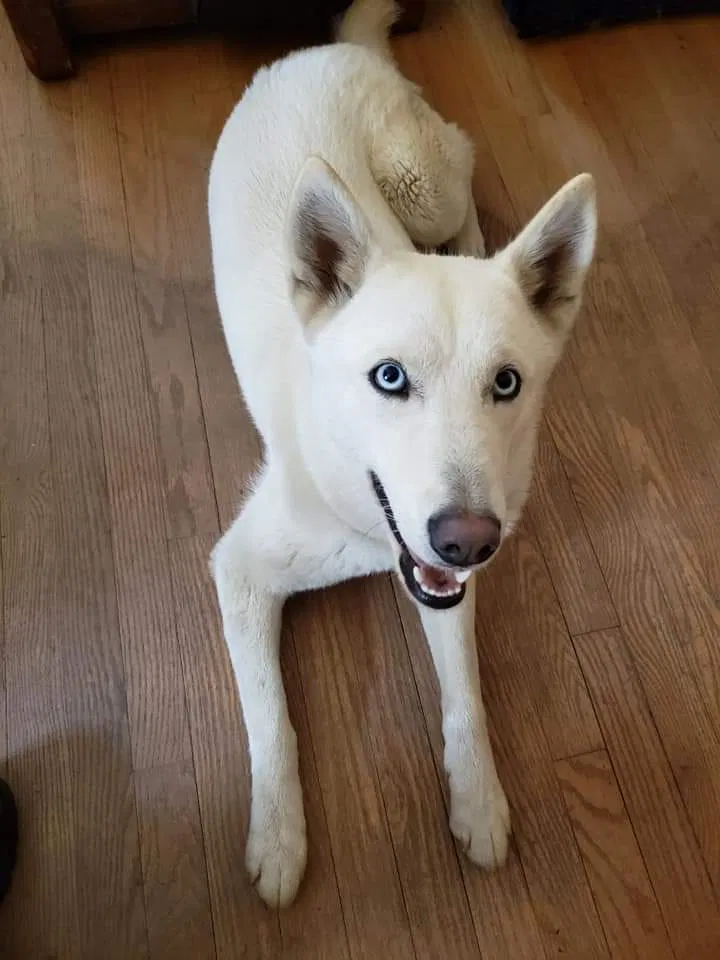 Lost dog in Sandston, VA, 23150