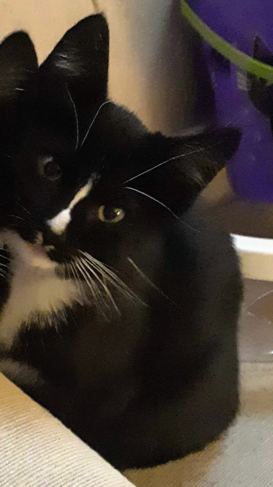 Lost cat in Muncie, IN, 47302