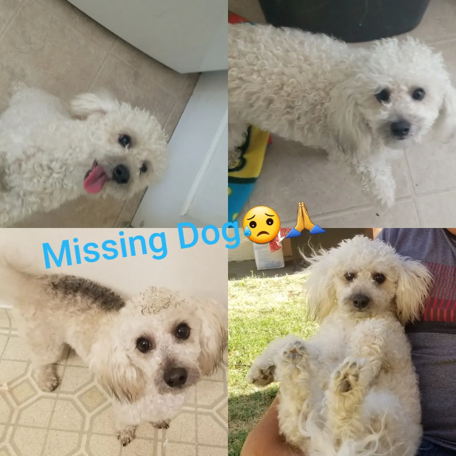 Lost dog in Fresno, CA, 93704