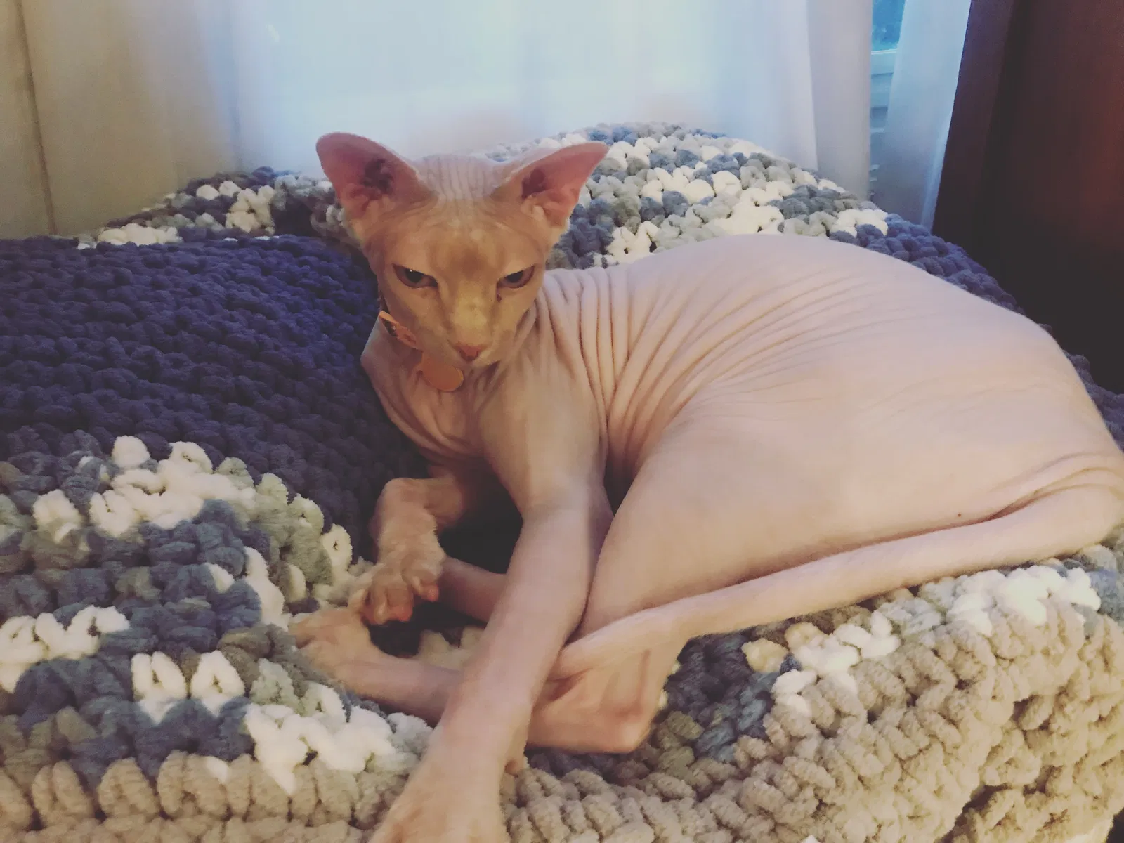 Lost cat in Frankfort, IL, 60423
