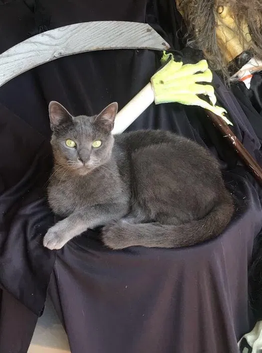 Lost cat in Monroe, GA, 30656