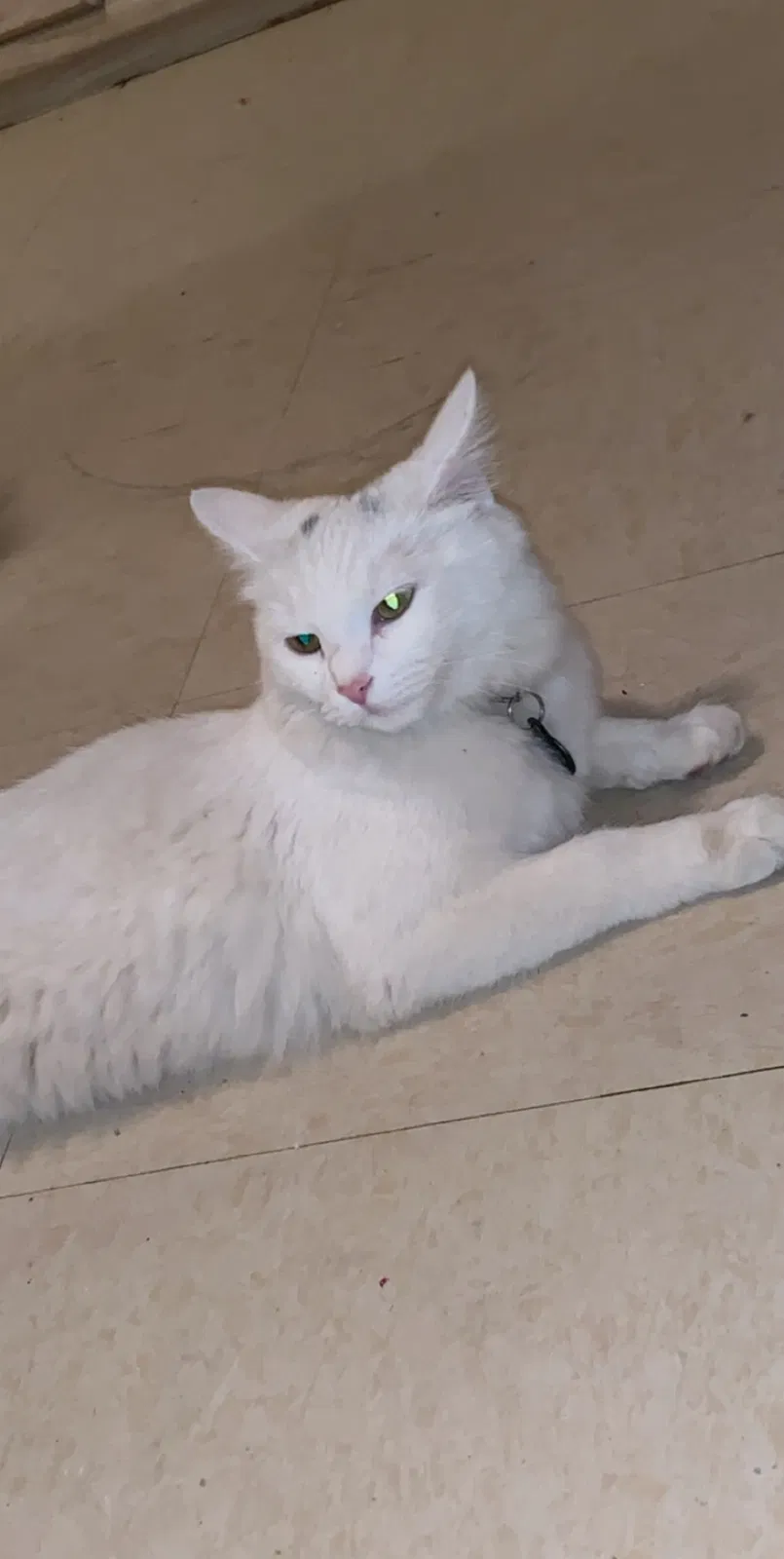 Lost cat in Anthony, NM, 88021