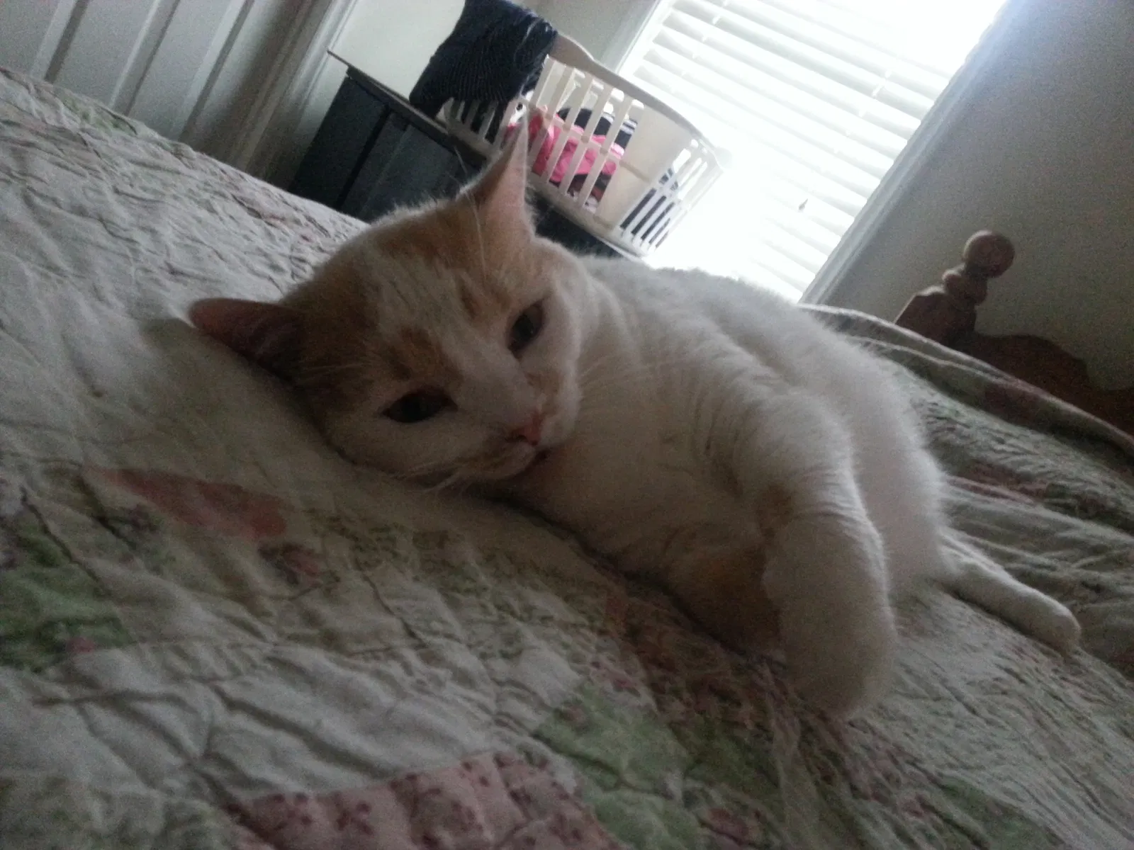 Lost cat in Hampstead, NC, 28443