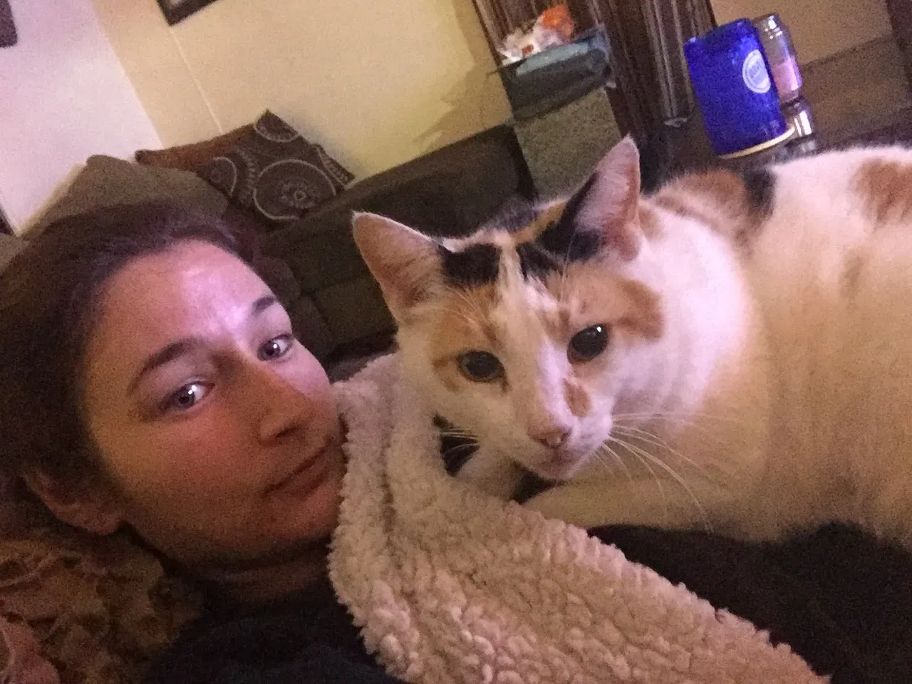 Lost cat in Spring Hill, FL, 34610