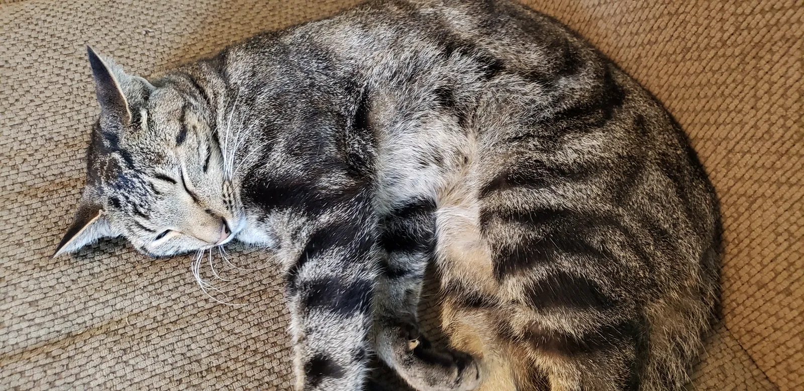 Lost cat in Woodbine, MD, 21797