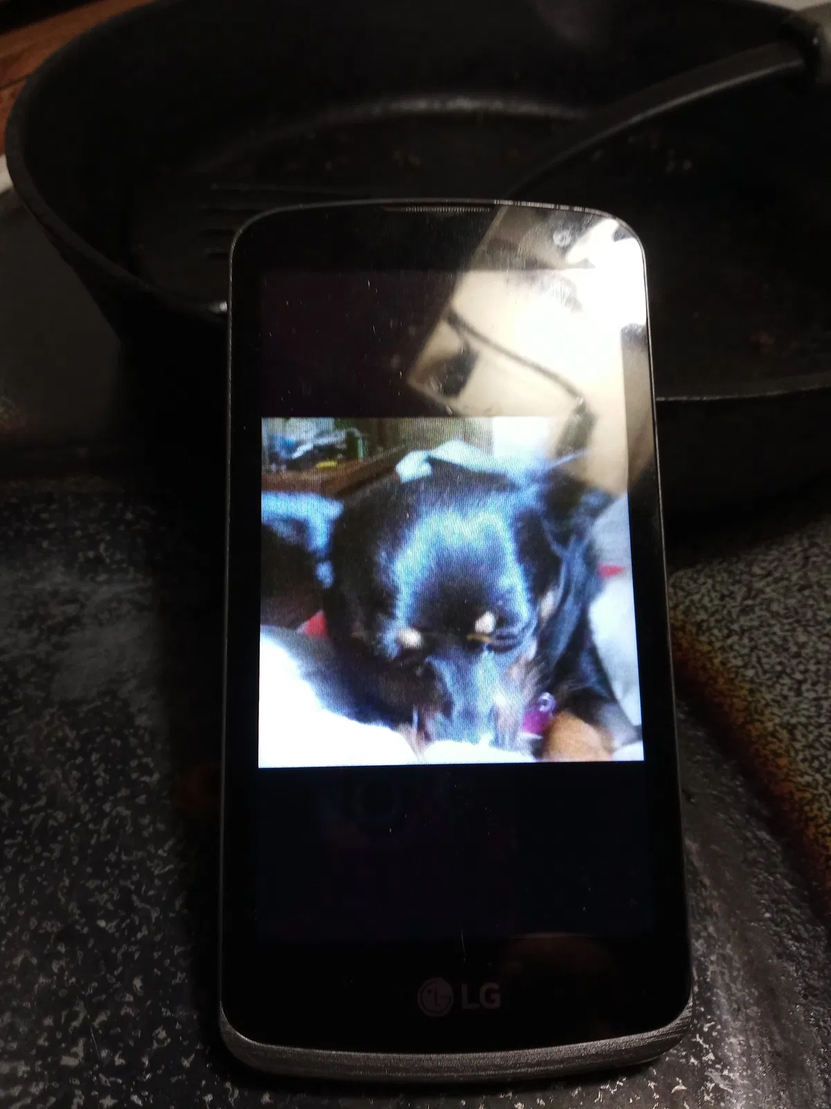 Lost dog in Marysville, WA, 98271