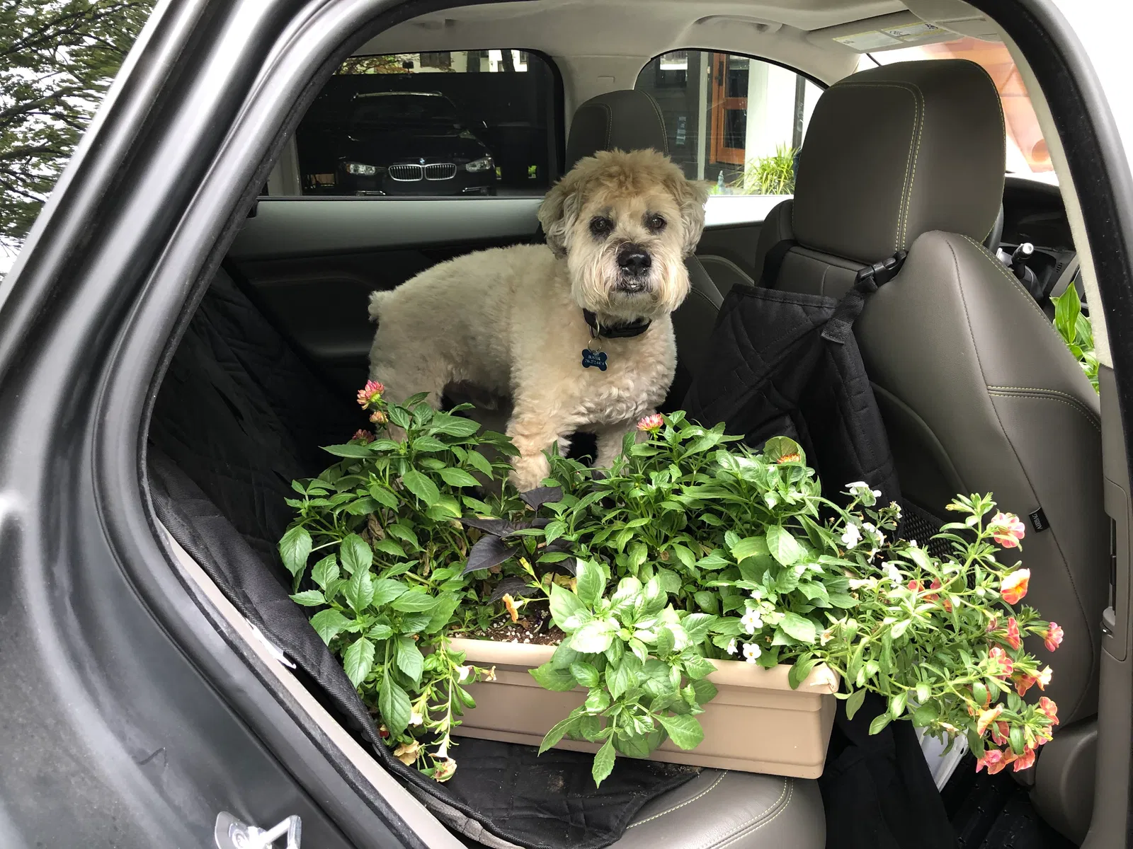 Lost dog in Cleveland, OH, 44106