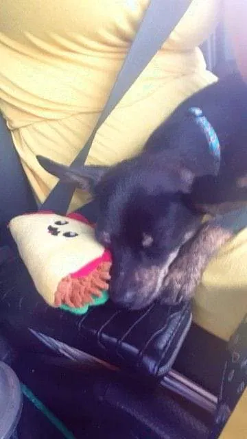 Lost dog in Indianapolis, IN, 46201