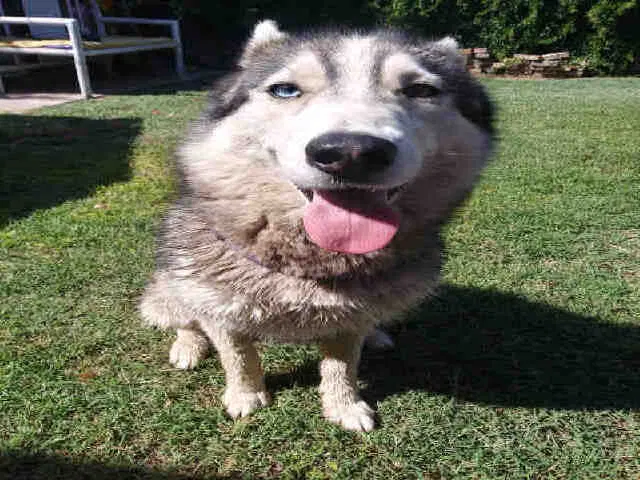 Lost dog in Phoenix, AZ, 85031