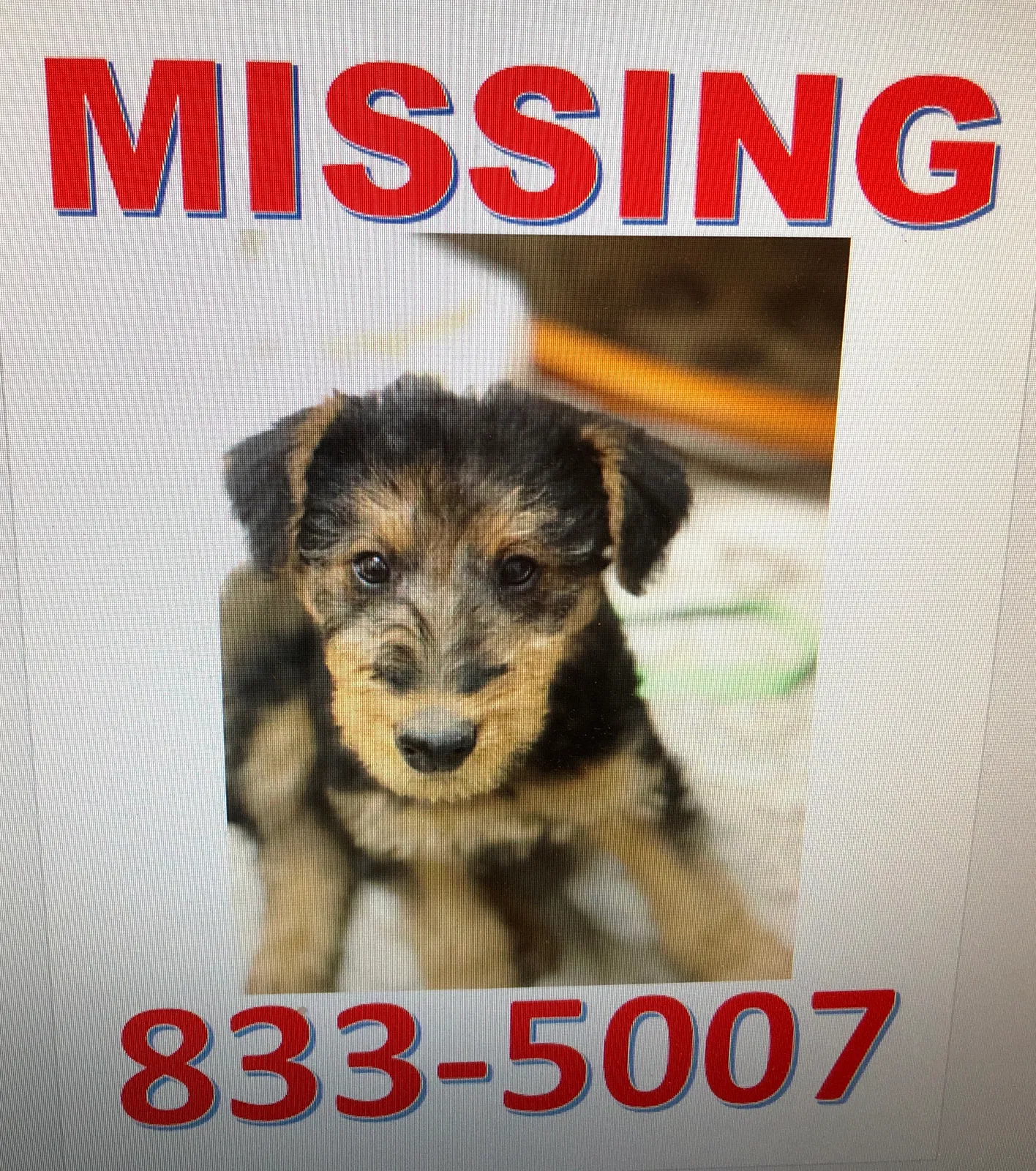 Missing Dog