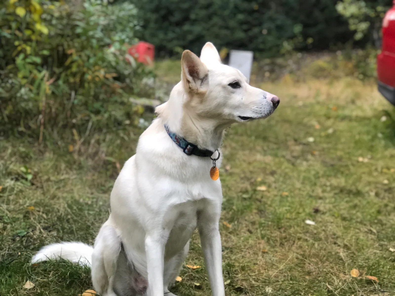 Lost dog in Unknown, AK, 99713