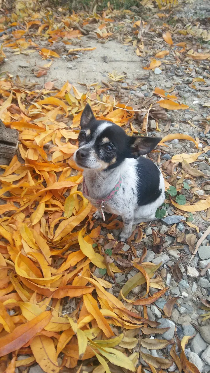 Lost dog in Avenal, CA, 93204