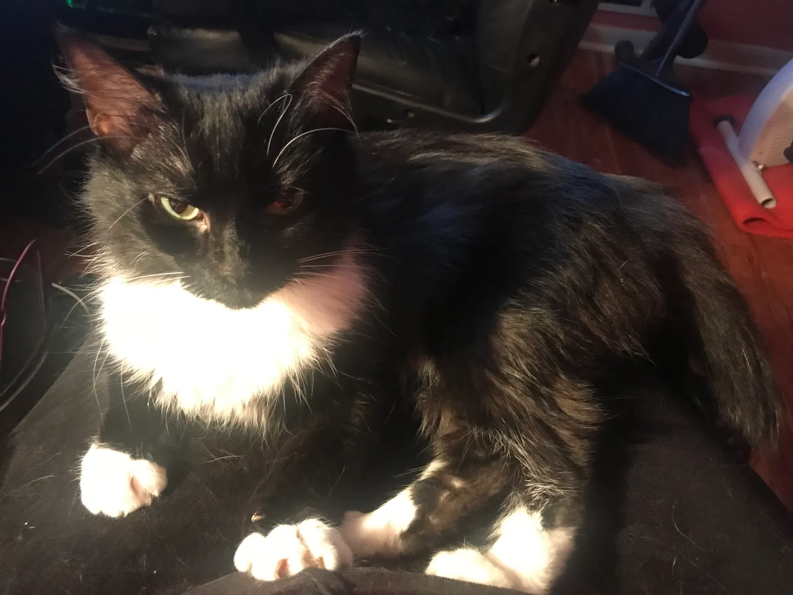Lost cat in Duluth, GA, 30096