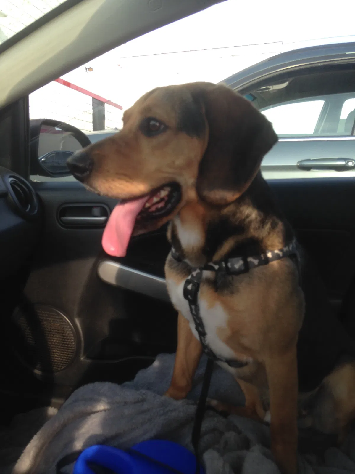 Lost dog in Owensboro, KY, 42301
