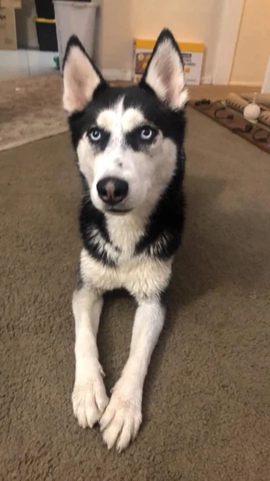 Lost dog in Lindsay, CA, 93247