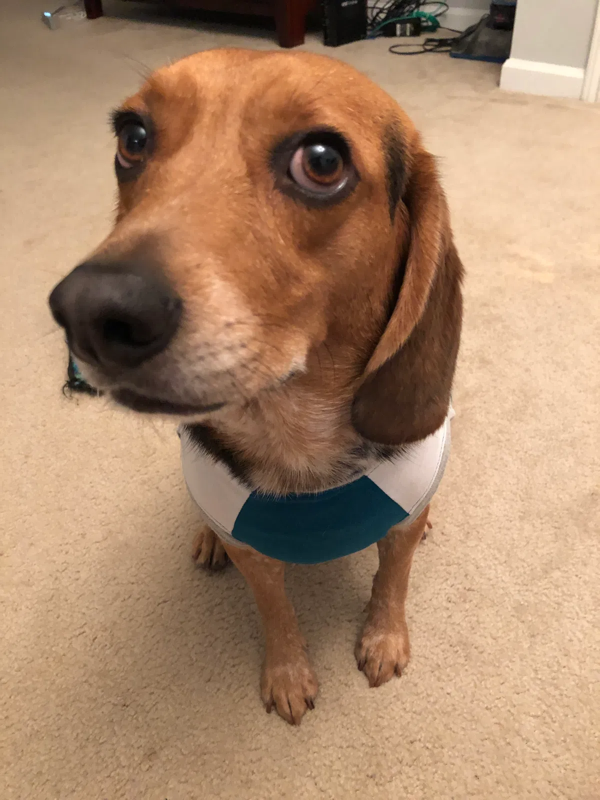 Lost dog in Milton, FL, 32583