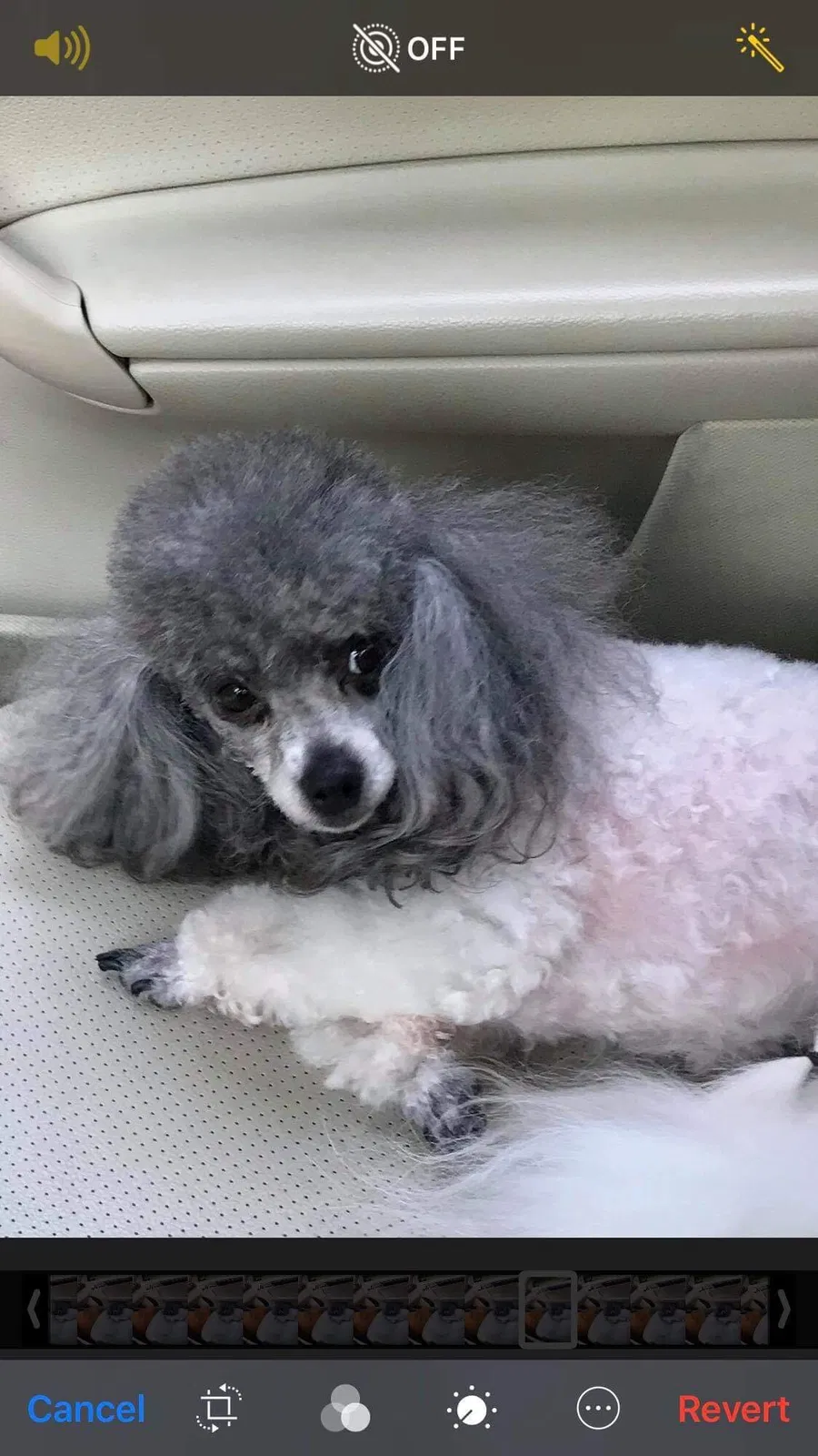 Lost dog in Silver Spring, MD, 20906
