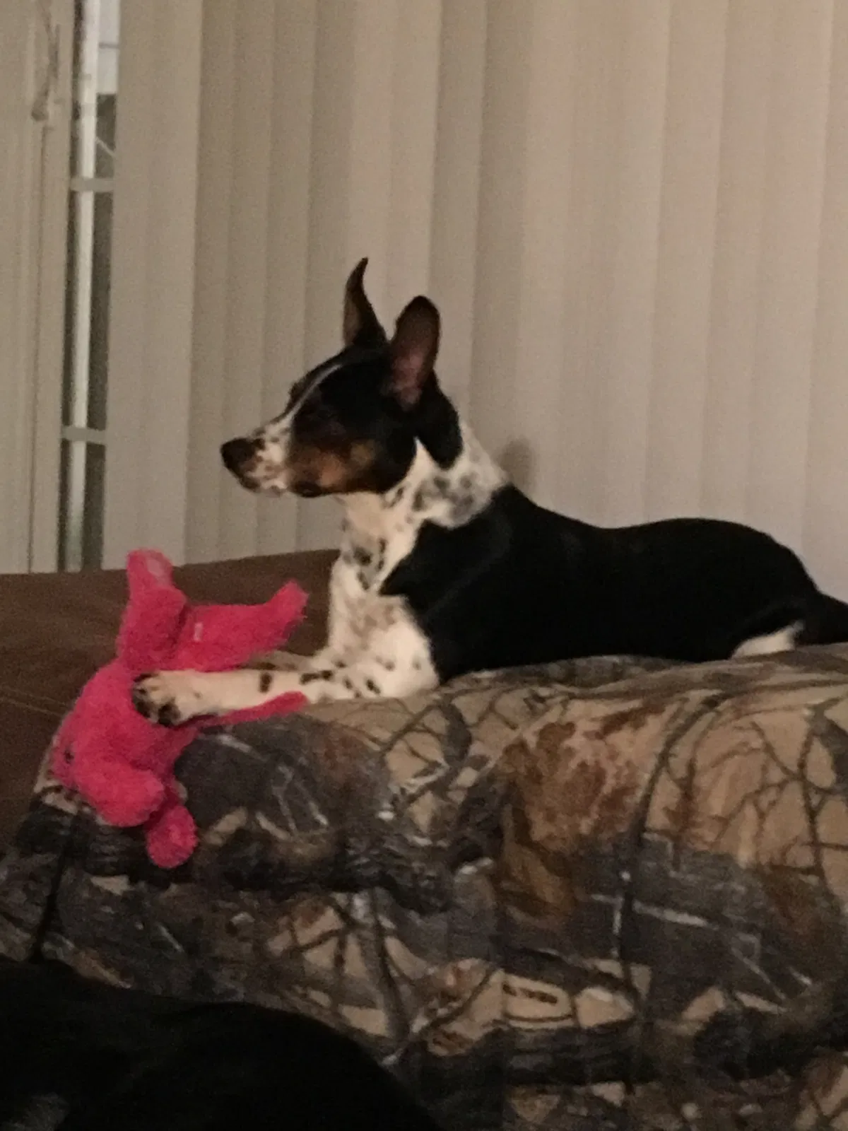 Lost dog in Red Lion, PA, 17356
