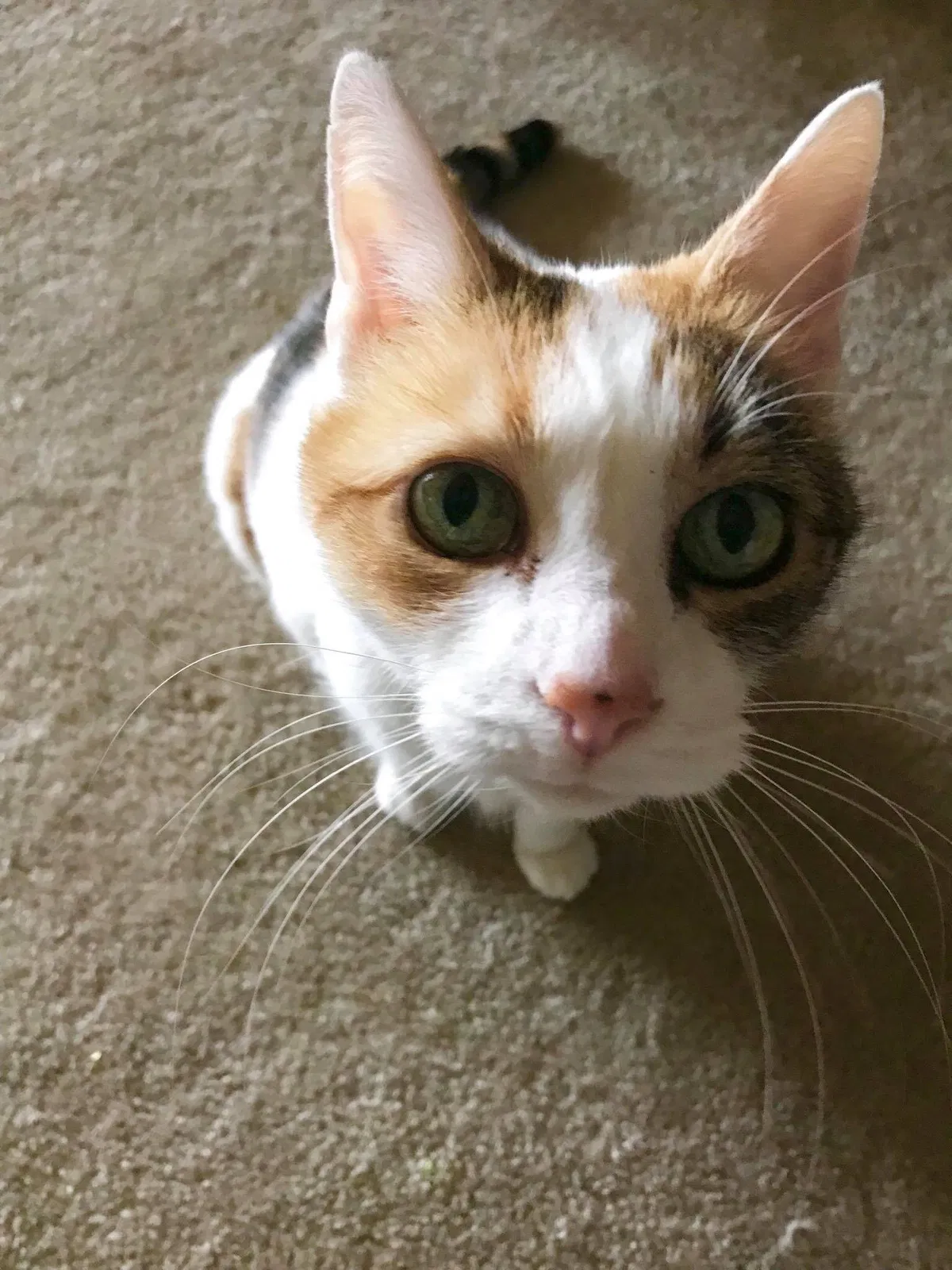 Lost cat in Oceanside, CA, 92054