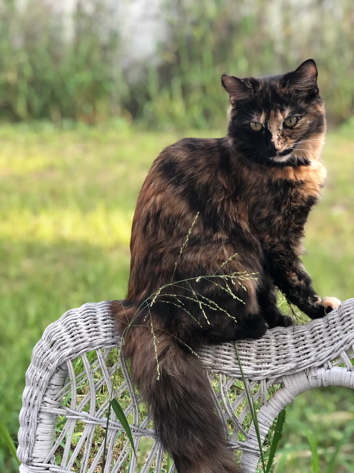 Lost cat in Clermont, FL, 34711