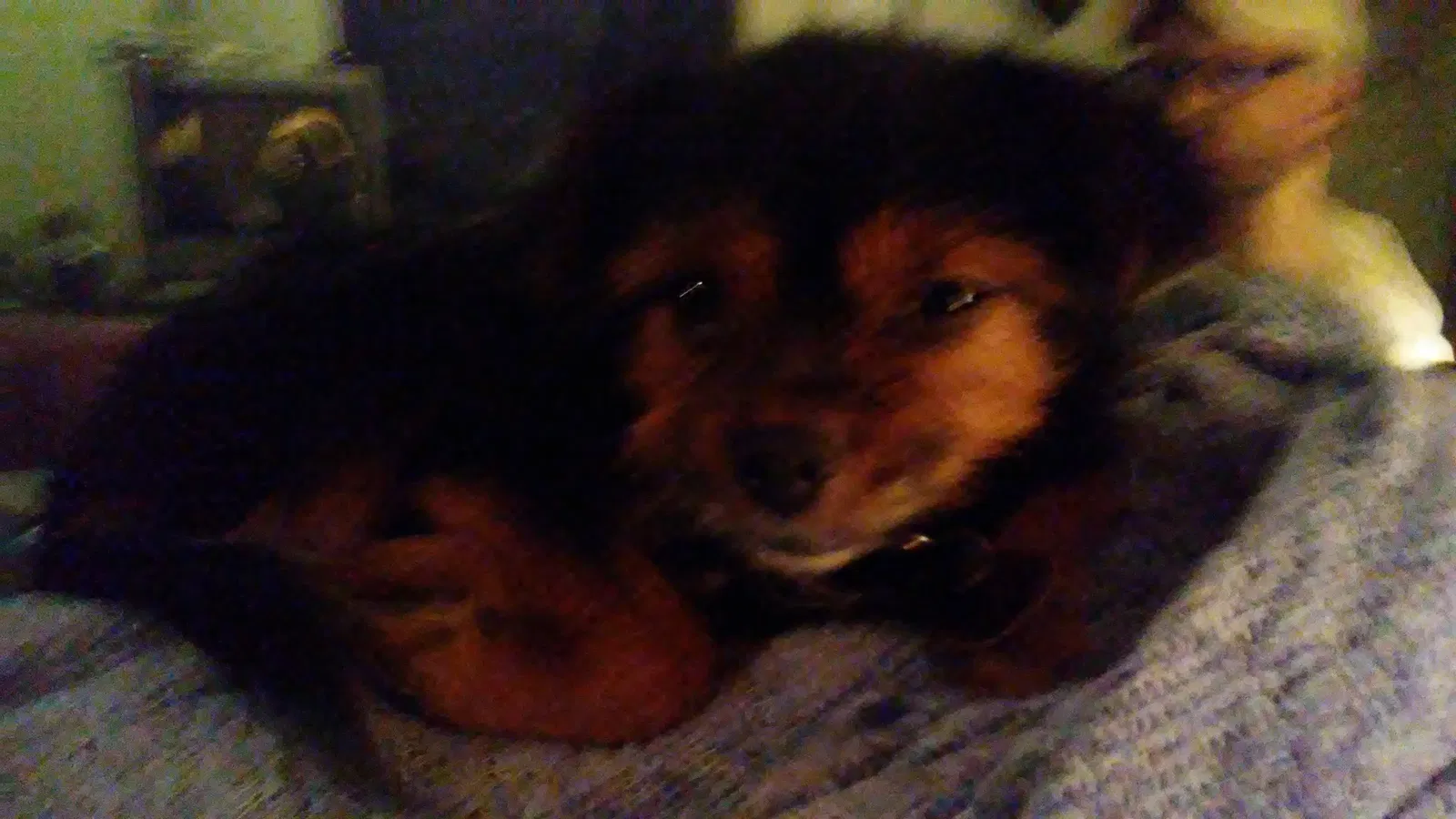 Lost dog in Newport, NC, 28570