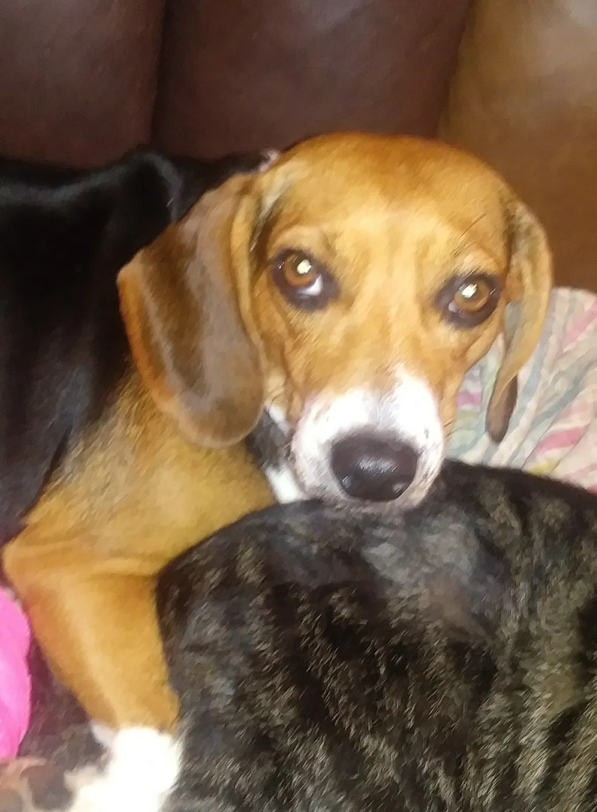 Lost dog in Corinth, KY, 41010