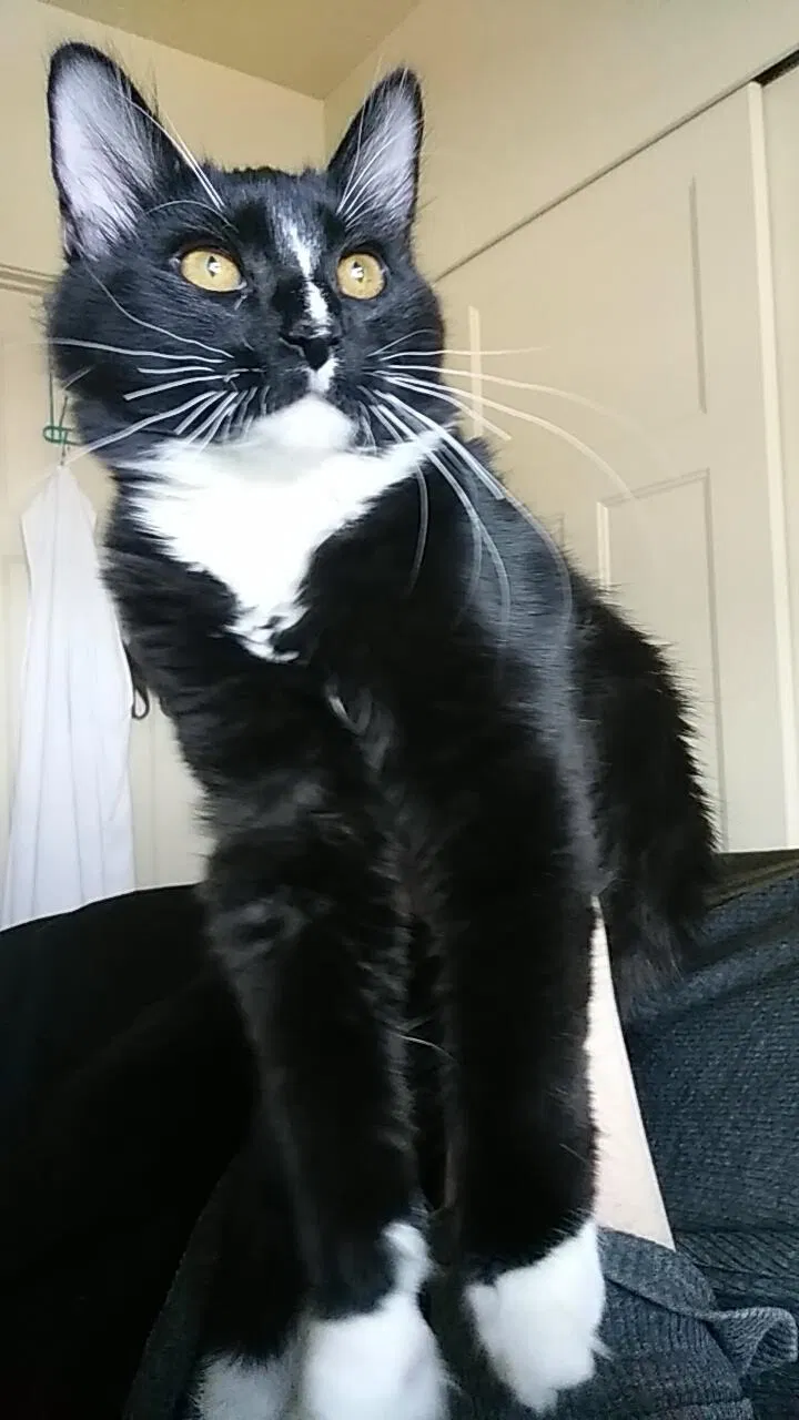 Lost cat in North Salt Lake, UT, 84054