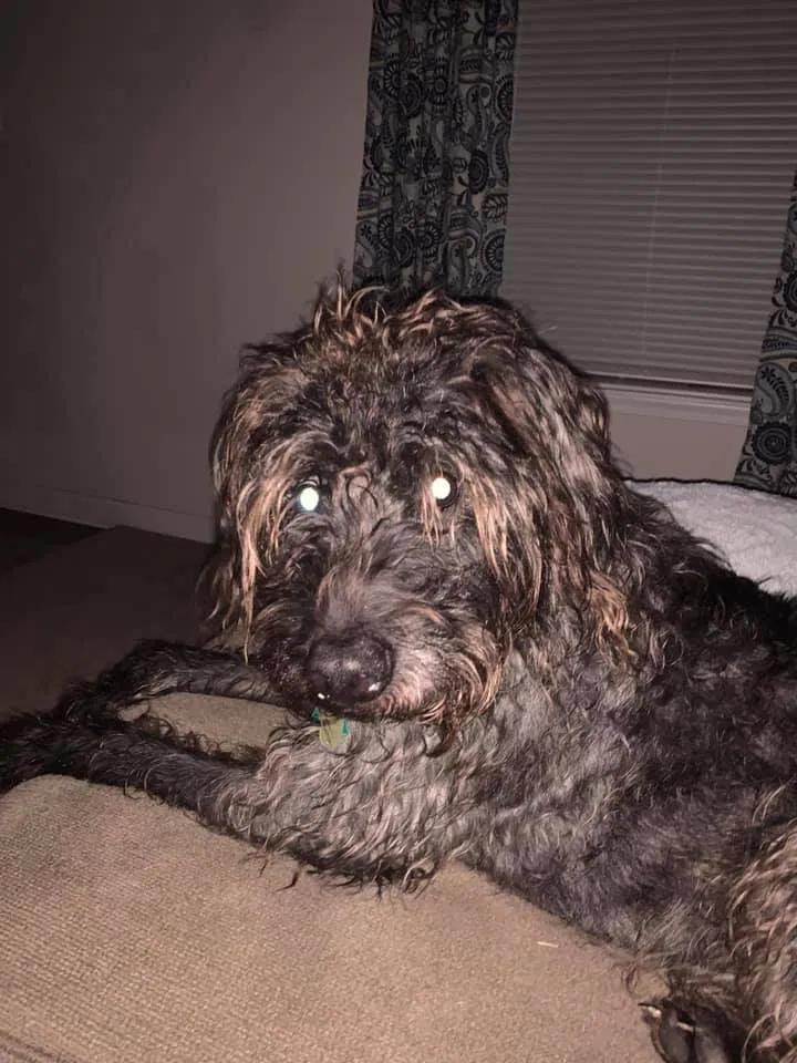 Lost dog in Gastonia, NC, 28052