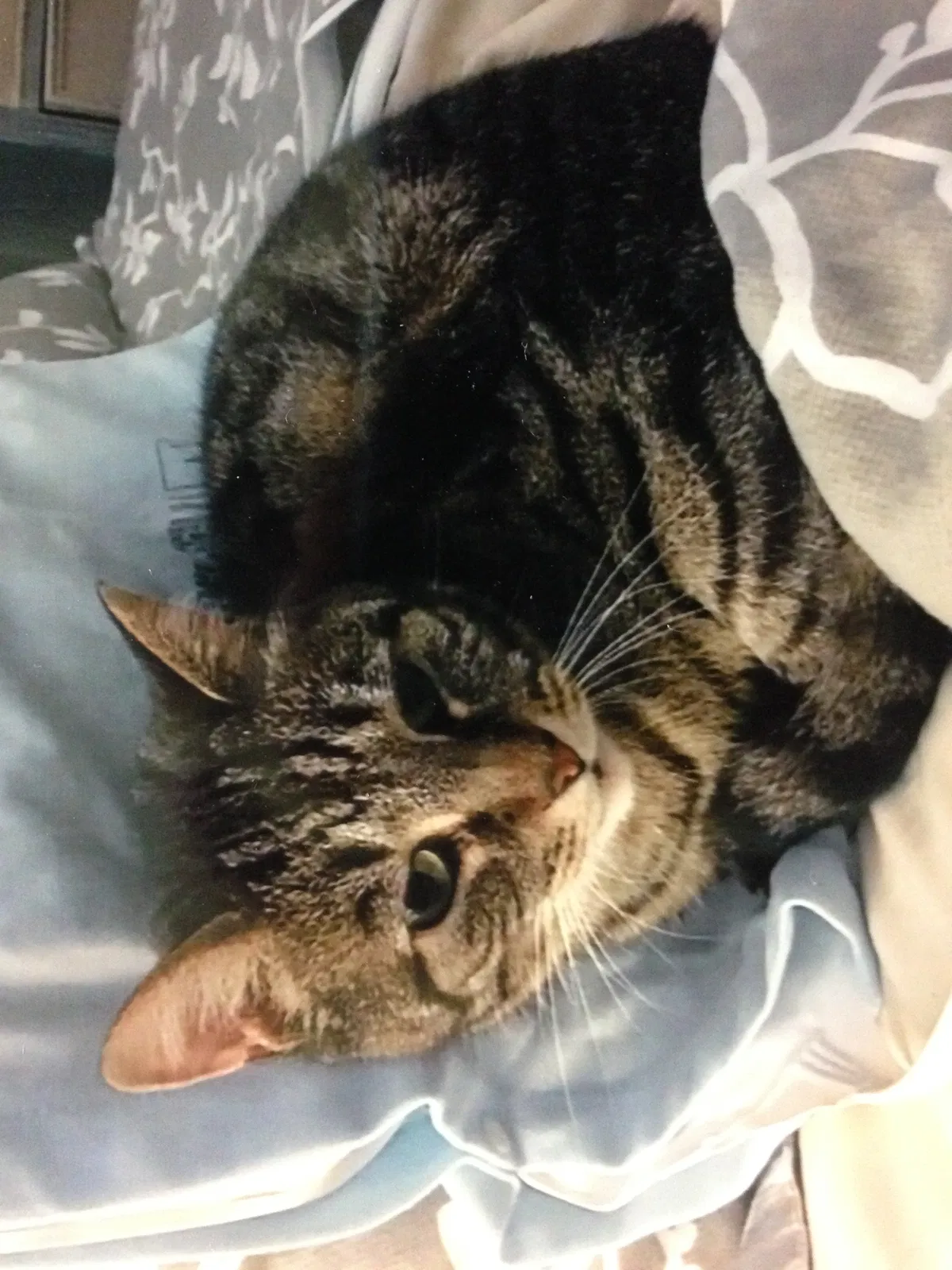 Lost cat in Ridgewood, NJ, 7450