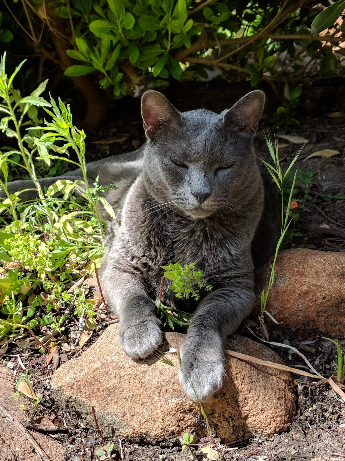 Lost cat in Grass Valley, CA, 95945