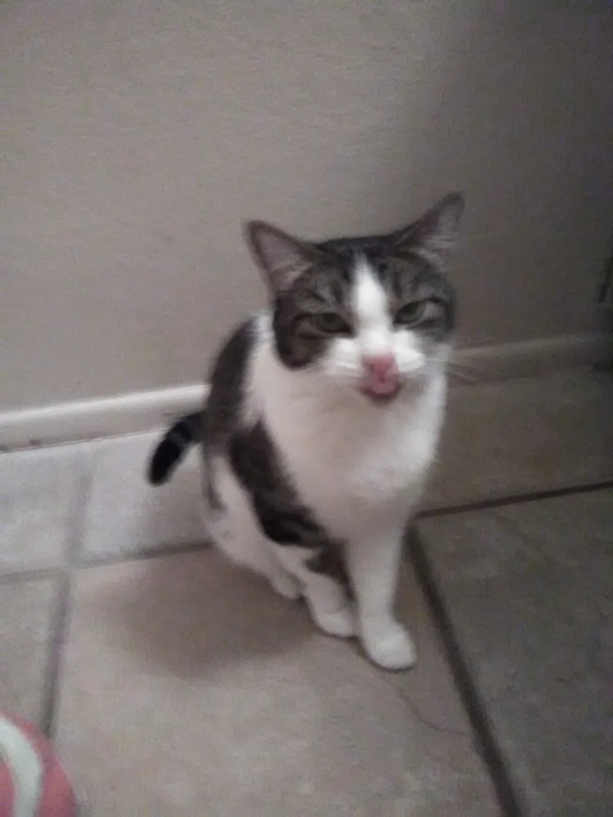 Lost cat in Mesa, AZ, 85206
