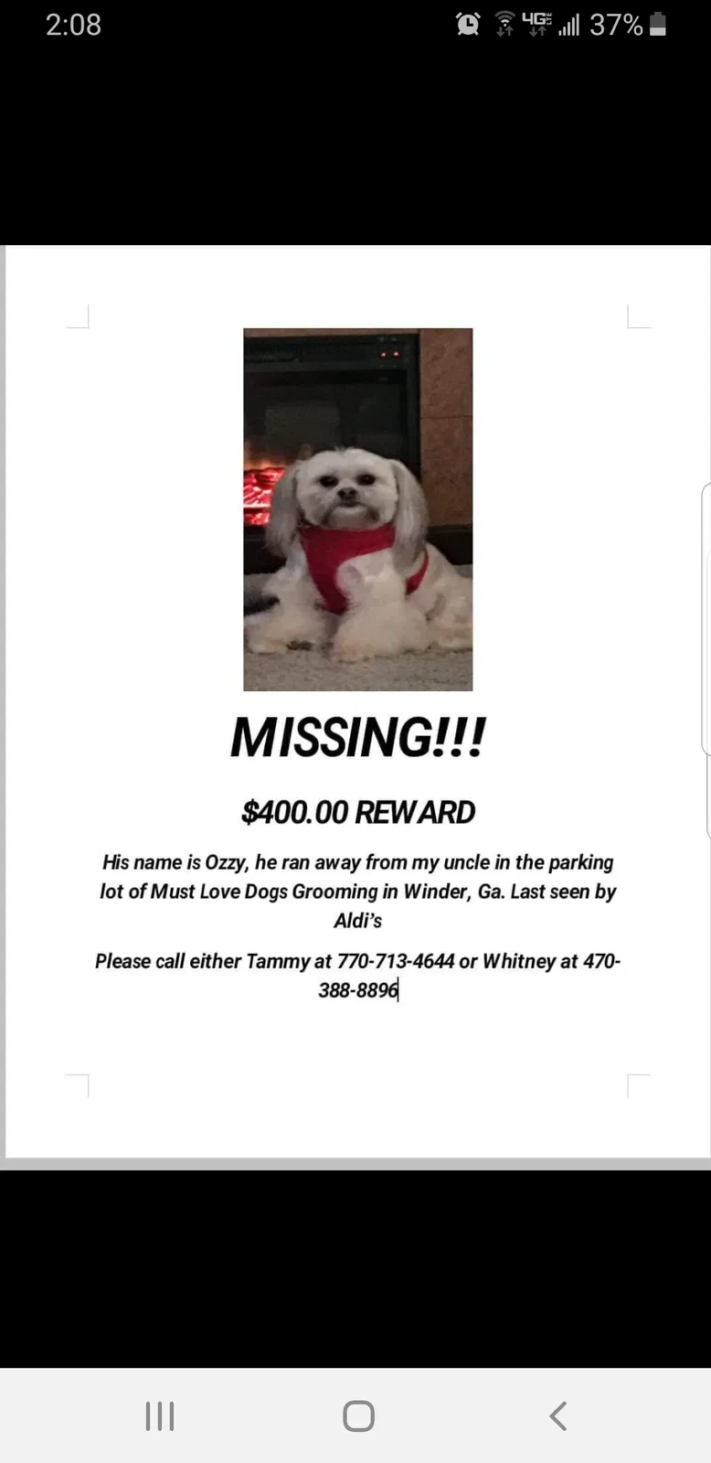 Lost dog in Winder, GA, 30680